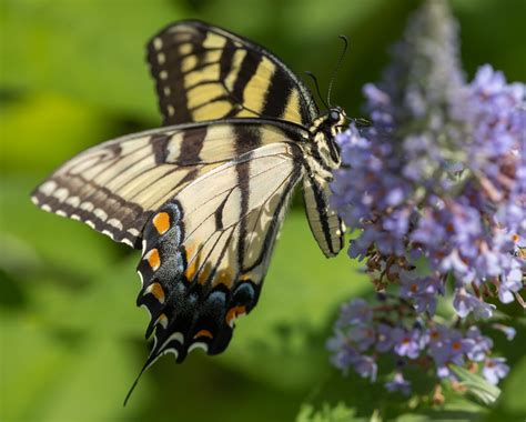 Papilio Glaucus Eastern Tiger Swallowtail On Buddleja D David
