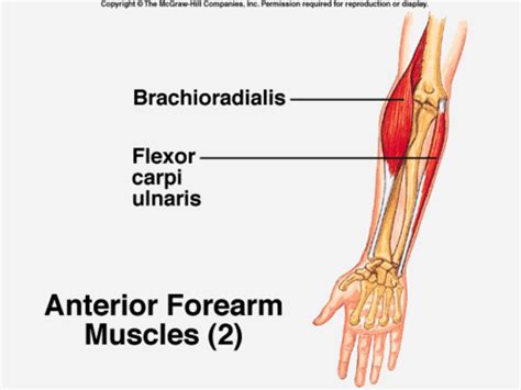 Superficial Muscles Of Forearm By Asklepios Medical Atlas Lupon Gov Ph