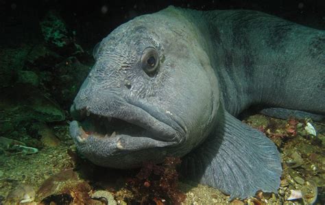 Atlantic Wolffish Ocean Creatures Ocean Animals Sea Fish