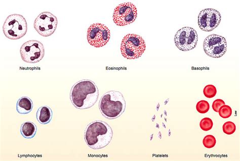 We did not find results for: BERBAGI ILMU: Makalah Hematologi - Darah