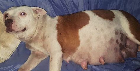 Pregnant Pit Bull Gives Birth Free For The First Time From The Chains