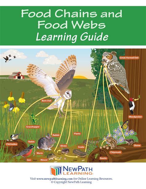 Food Chains And Food Webs Student Learning Guide W Online Lesson