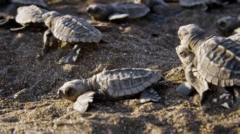 workingabroad projects nature s turtle nursery secrets from the nest in costa rica