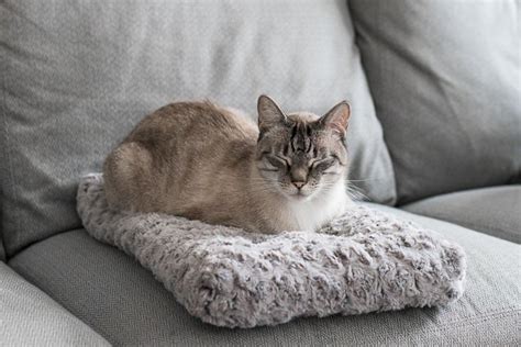 The Best Cat Beds According To Our Cats For 2021 Reviews By Wirecutter