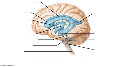 Ventricles Of The Human Brain Lateral View Diagram Quizlet