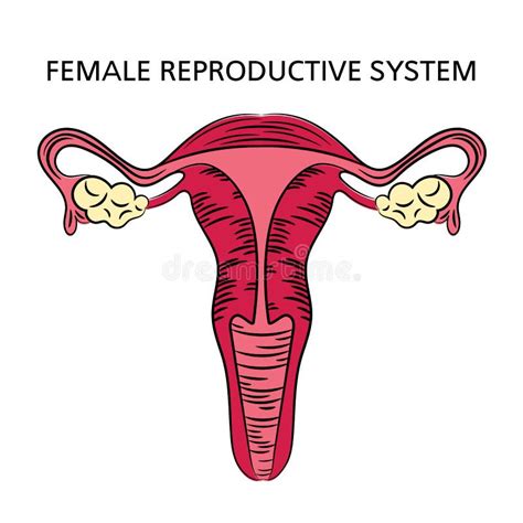 The Female Reproductive System Stock Vector