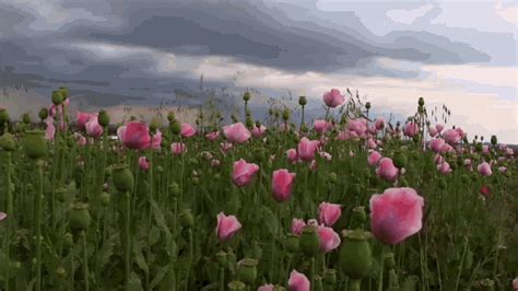 Pink Roses  Pink Roses Flowerfield Discover And Share S