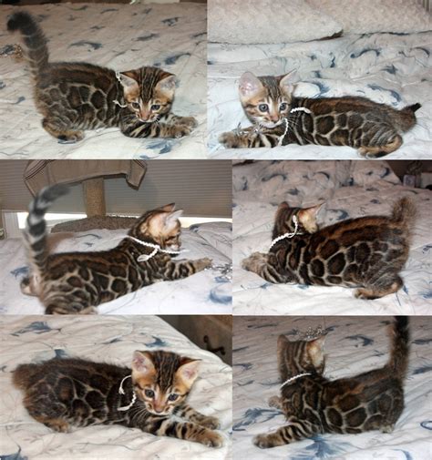 Homepage Bengal Kittens For Sale