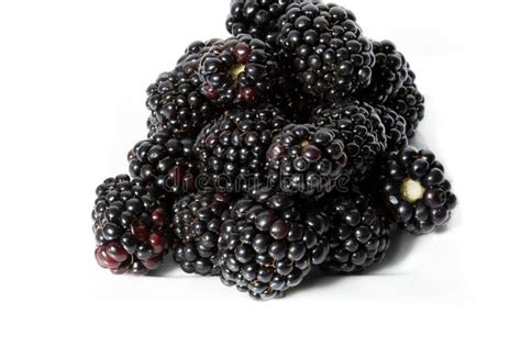 Blackberries Stock Image Image Of Food Summer Group 76478107
