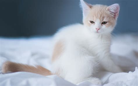 1920x1080 Resolution Shallow Focus Photography Of White And Orange