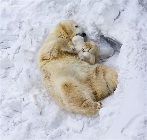 15 Un Bear Ably Cute Momma Bears Teaching Their Teddy Bears