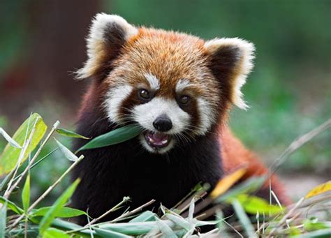 Cute Red Panda Eating