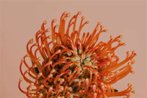 Premium Photo Orange Pincushion Protea Flower