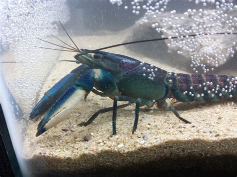 Picked Up This Beautiful Freshwater Lobster Last Night Lfs Had Him