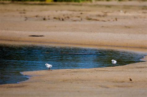 Piping Plover Chicks Make Historic Return To A Boston Beach Wbur News