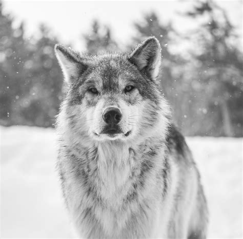 Beautiful Gray Wolf Portrait Headshot Apex Predator Wolfpa Flickr