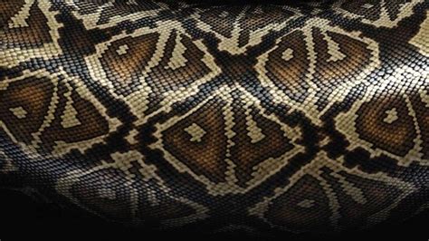 Snakeskin And Its Applications