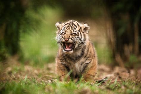 Tiger Cub Walking On Grass Hd Wallpaper Wallpaper Flare