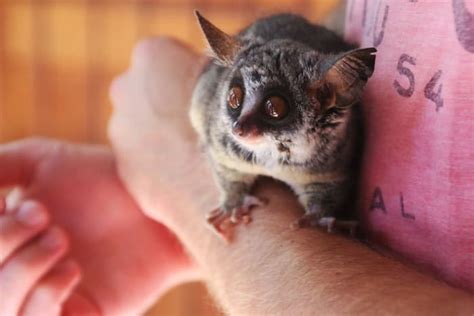 Introduction To Bush Babies As Pets Pethelpful By Fellow Animal