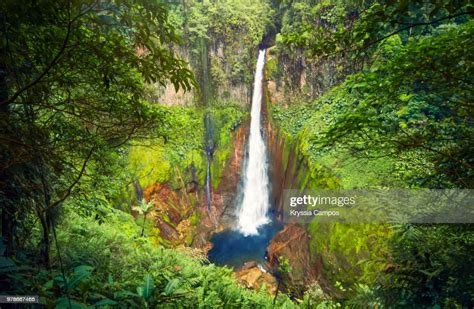 Costa Rican Jungle High Res Stock Photo Getty Images