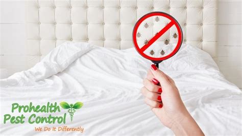 Treating Bed Bug Bites How To Properly Treat Bed Bug Bites
