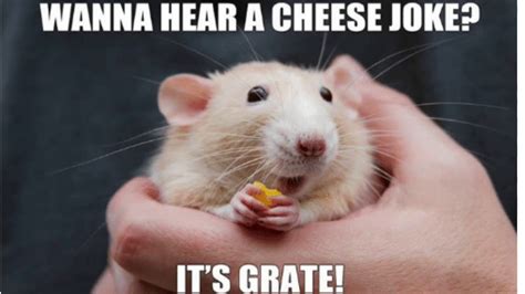 Need A Laugh Check Out These Hamster Memes Small Pet Select