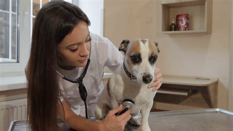 Vet Checking Dogs Health With Stethoscope Stock Footage Sbv 311166187