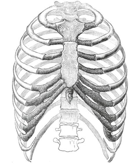 The rib cage, shaped in a mild cone shape and more flexible than most bone sets, is made up of varying elements such as the thoracic vertebra, 12 equally paired ribs, costal cartilage, and held together anteriorly by the sternum. THORACIC SPINE ANATOMY
