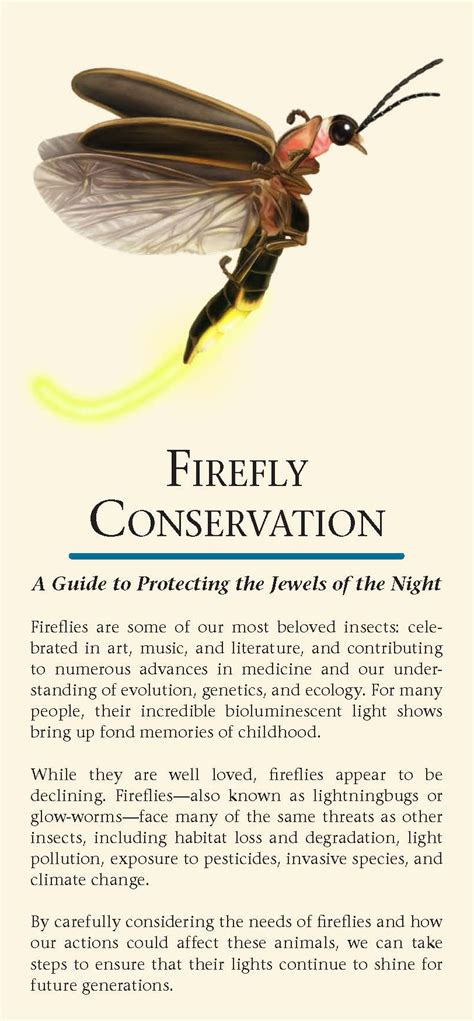 Firefly Conservation A Guide To Protecting The Jewels Of The Night