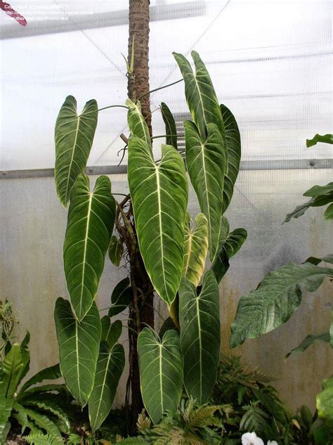 Maybe you would like to learn more about one of these? PlantFiles Pictures: Philodendron Species, Black Gold Philodendron (Philodendron melanochrysum ...
