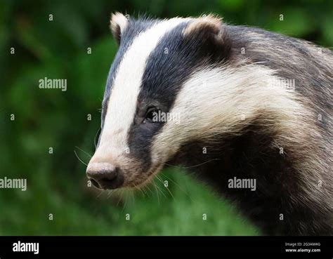 Badger Close Up Hi Res Stock Photography And Images Alamy