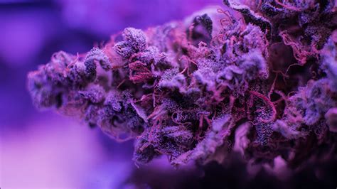 Learn How To Grow Purple Cannabis