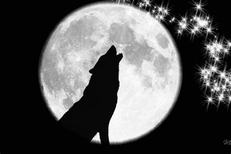 There are few creatures more fearsome and mighty than the wolf, and there's no better place to find a wolf wallpaper than unsplash. Black Wolf Wallpapers ·① WallpaperTag