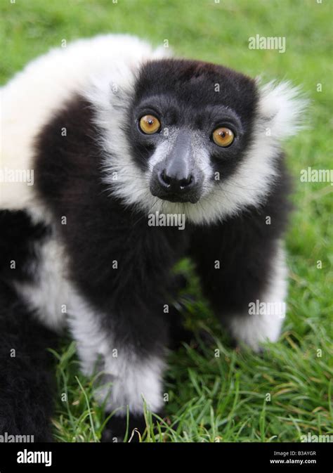 Black And White Ruffed Lemur Varecia Variegata Variegata Stock Photo