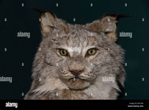 A Close Up Photo Of An Alaskan Lynx A Well Known Wild Cat Living In
