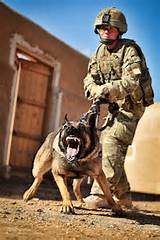 Images of Dog Handler Army Training