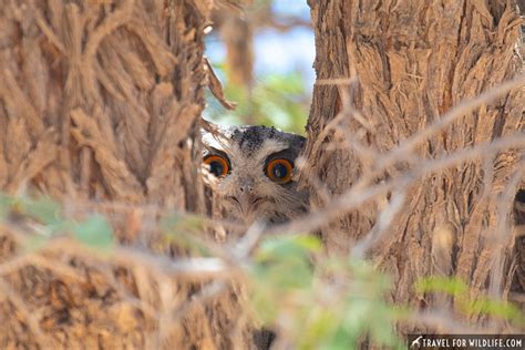 South African Owls A Guide To The Owl Species Found In South Africa Travel For Wildlife