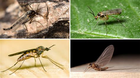 14 Bugs That Look Like Mosquitoes W Pictures