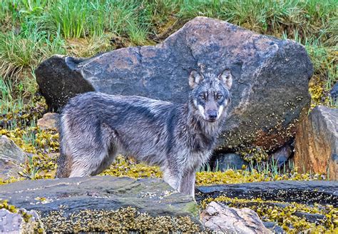 Steve Williamson Wildlife Photography Coastal Wolf