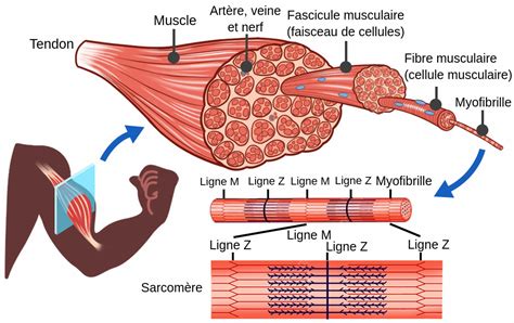 La Structure Des Muscles Squelettiques Labster Theory
