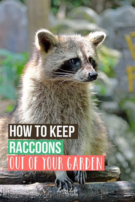 Beware though, raccoons are agile and intelligent; How to Keep Raccoons Out of Your Garden | Garden pests ...