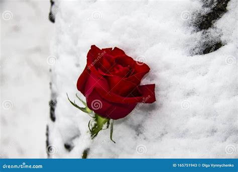 A Red Rose On The Snow Rose Lies In The White Snow Beautiful Red Rose