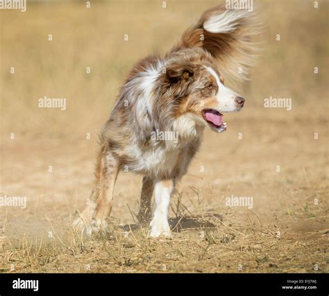 Border Collie Australian Cattle Dog Hi Res Stock Photography And Images