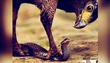 The EAGLE and The SNAKE - A Must Read