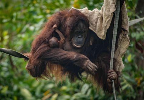 Critically Endangered Orangutan Born At Uk Zoo