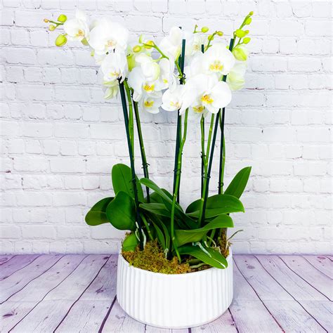 Sometimes One Orchid Just Isn’t Enough So Here Is 8 Orchids All Arranged In A Stunning White