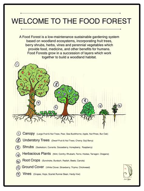 Pin By Nevestial On Gardening In 2023 Food Forest Food Forest Garden