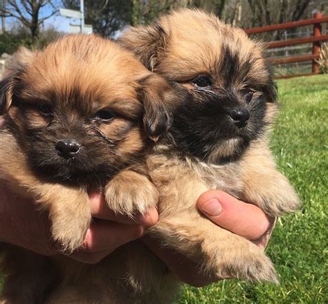 Gorgeous Pomeranian X Shih Tzu Puppies In Cardigan Ceredigion Gumtree