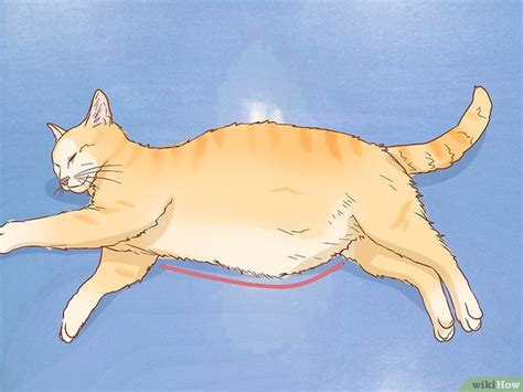 How To Tell If A Cat Is Pregnant 5 Signs To Watch For Pregnant Cat Stages Pregnant Cat Cat