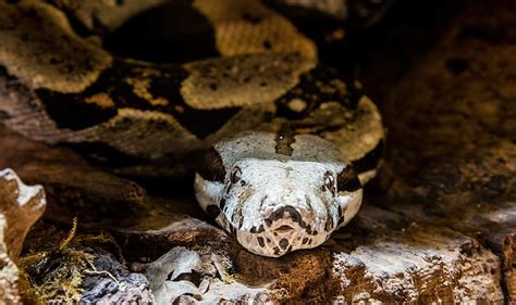 Hd Wallpaper Brown Snake On Rocks Boa Anaconda Constrictor Jungle